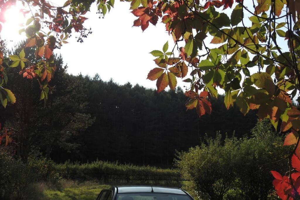 Modrzewiowy Domek Letniskowy - Stare Czaple Brodnica  Esterno foto